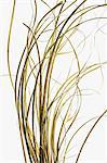 Detail of ornamental grasses on white background