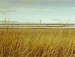 Field of coastal sea grasses, Ocean Park