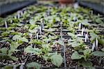 Spring growth in an organic plant nursery. A glasshouse staging with trays of young plants.