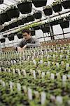 Spring growth in an organic plant nursery glasshouse. A man checking rows of seedlings and young plants.