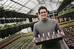 Spring growth in an organic plant nursery glasshouse. A man holding trays of young plants and seedlings.