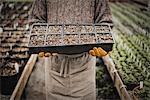 Spring growth in an organic plant nursery glasshouse. A man holding trays of young plants and seedlings.