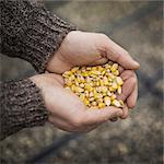 Spring Planting. A man holding a handful of plant seeds.