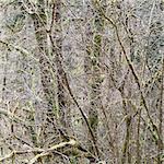 A dense forest of green, moss covered trees of vine maple, alder, cedar and fir in a national forest in Washington, USA