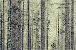 A dense forest of green, moss covered trees of old growth cedar, fir and hemlock in a national forest in Washington, USA