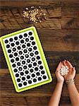 View from overhead of a child with a handful of fresh seed  to plant in a seed growing tray.