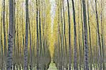 Rows of commercially grown poplar trees on a tree farm, near Pendleton, Oregon.