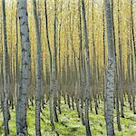 Rows of commercially grown poplar trees on a tree farm, near Pendleton, Oregon. Pale bark and yellow and green leaves.