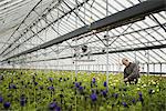 A man working in an organic plant nursery glasshouse in early spring.