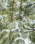 View from below up into the lush, green forest canopy  and spreading branches of Big leaf maple and alder in Seattle.