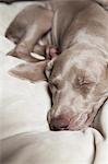 A Weimaraner pedigree puppy sleeping on a bed.