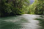 Dosewallips River and lush, green temperate rainforest, Olympic NP