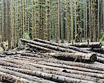 Recently cut logs of Sitka Spruce and Western Hemlock in lush temperate rainforest, Hoh Rainforest, Olympic NF