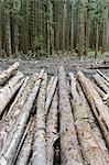 Recently cut logs of Sitka Spruce and Western Hemlock in lush temperate rainforest, Hoh Rainforest, Olympic NF