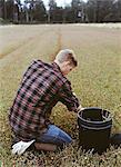 A cranberry farm in Massachusetts. Crops in the fields. A young man working on the land, harvesting the crop.