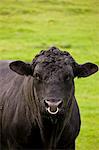 Black bull with ring through nose in paddock meadow in The Cotswolds, Oxfordshire, England, United Kingdom