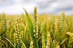 Wheat field near Temple Guiting in The Cotswolds, Gloucestershire, UK