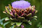 Globe artichoke, Cynara Scolymus Glauca, vegetable growing in kitchen garden, Sussex