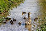 Female mallard duck and ducklings in stream in The Cotswolds, Oxfordshire, England, United Kingdom