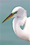 Great Egret, Ardea alba, also known as the Great White Egret or Common Egret on Anna Maria, Island, Florida, USA