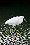 Yellow-footed Snowy Egret, Egretta Thula, in glade in the Florida Everglades, United States of America