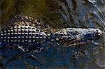 Alligator drifting along Turner River, Everglades, Florida, USA