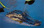 Alligator in river water, Everglades, Florida, United States of America