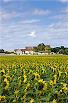 French farm homestead with crop of sunflowers at Champigny sur Veude, the Loire Valley, France