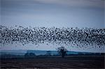 Pink-footed geese in the sky at sunset over Holkham saltmarshes, North Norfolk, UK