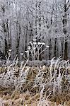 Hoar frost on winter's day in woodland in The Cotswolds, Gloucestershire