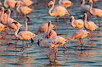 Greater flamingoes (Phoenicopterus ruber) and Lesser flamingoes (Phoenicopterus minor), Walvis Bay, Namibia, Africa