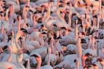 Greater flamingoes (Phoenicopterus ruber) and Lesser flamingoes (Phoenicopterus minor), Walvis Bay, Namibia, Africa