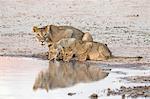 Lioness and cubs (Panthera leo) at water, Kgalagadi Transfrontier Park, South Africa, Africa