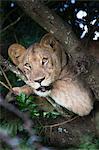 Lion (Panthera leo) in tree, Phinda private game reserve, South Africa, Africa