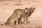 Lion sub-adults (Panthera leo), Kgalagadi Transfrontier Park, South Africa, Africa