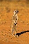 Meerkat (Suricata suricatta), Kgalagadi Transfrontier Park, Northern Cape, South Africa, Africa