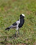 Blacksmith plover (blacksmith lapwing) (Vanellus armatus), Ngorongoro Crater, Tanzania, East Africa, Africa