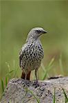 Rufus-tailed weaver (Histurgops ruficaudus), Ngorongoro Crater, Tanzania, East Africa, Africa