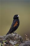 Fan-tailed widowbird (red-shouldered widowbird) (Euplectes axillaris), Ngorongoro Crater, Tanzania, East Africa, Africa