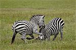 Two Common zebra (plains zebra) (Burchell's zebra) (Equus burchelli) fighting, Ngorongoro Crater, Tanzania, East Africa, Africa