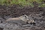 Warthog (Phacochoerus aethiopicus) mud bathing, Ngorongoro Crater, Tanzania,East Africa, Africa