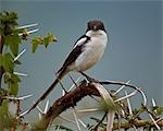 Fiscal shrike (common fisca) (Lanius collaris), Ngorongoro Crater, Tanzania, East Africa, Africa