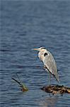 Gray heron (grey heron) (Ardea cinerea), Ngorongoro Crater, Tanzania, East Africa, Africa