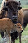 Bison (Bison bison) cow and calf, Yellowstone National Park, Wyoming, United States of America, North America