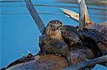 River otter (Lutra canadensis) mother and two pups, Yellowstone National Park, Wyoming, United States of America, North America