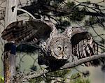 Great gray owl (great grey owl) (Strix nebulosa) adult leaving a perch, Yellowstone National Park, Wyoming, United States of America, North America