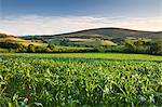Summer crop field near Tivington, Exmoor National Park, Somerset, England, United Kingdom, Europe