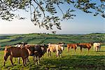 Cattle grazing in rolling countryside, Stockleigh Pomeroy, Devon, England, United Kingdom, Europe