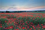 Wild poppy field at sunset in summer, Dorset, England, United Kingdom, Europe