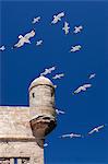 Seagulls flying above turret of the old fort, Essaouira, Atlantic coast, Morocco, North Africa, Africa